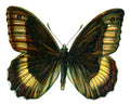 Butterfly Satyrus hermione A4 Photo Print