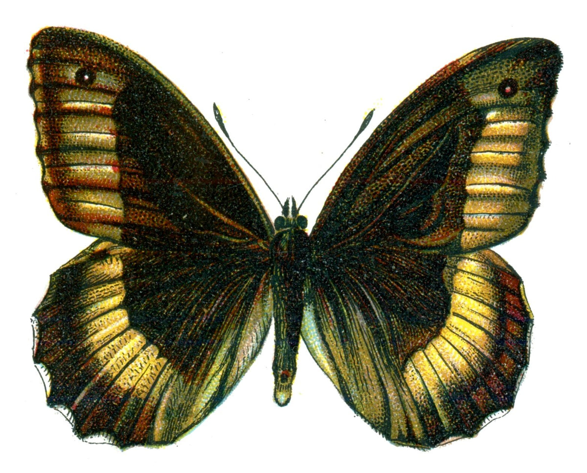 Butterfly Satyrus hermione A4 Photo Print