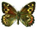 Butterfly Satyrus semele A4 Photo Print