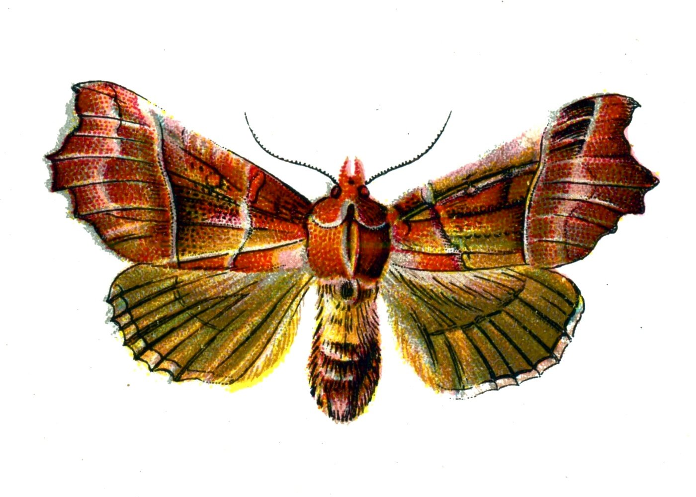 Butterfly Scoliopteryx libatrix A4 Photo Print