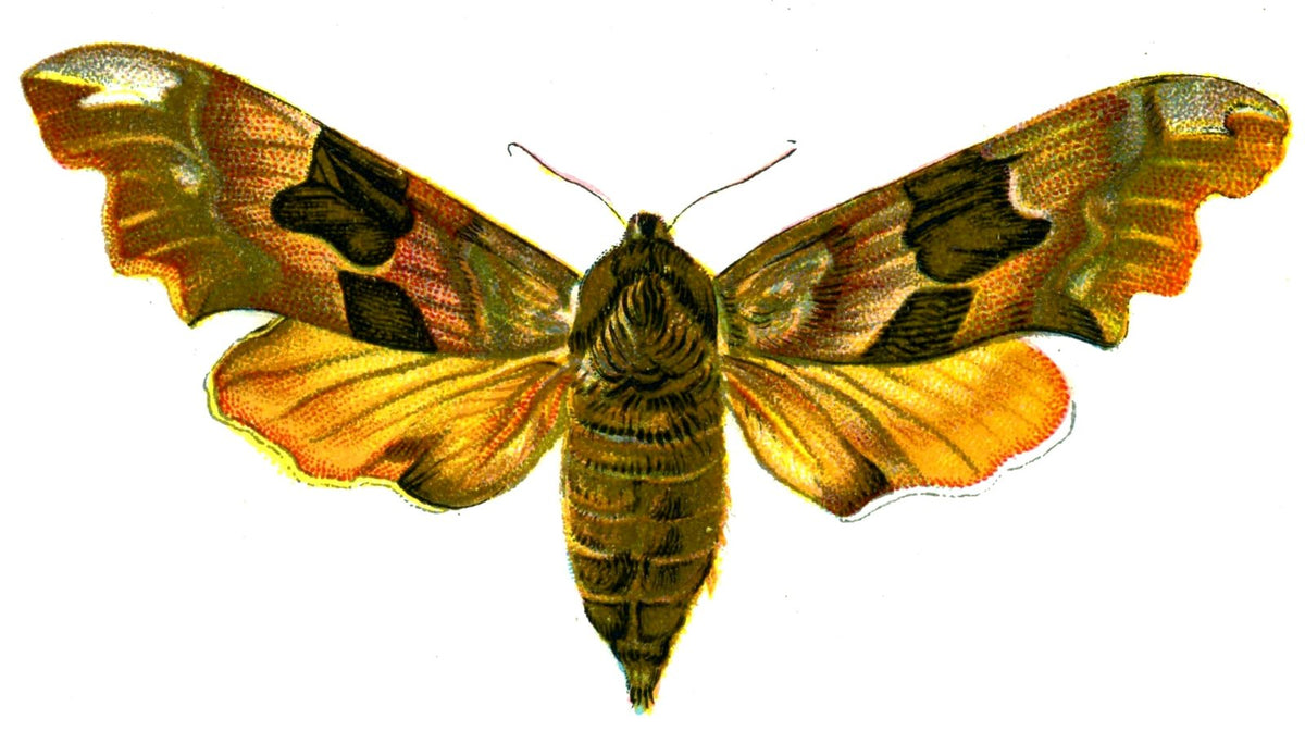 Butterfly Smerinthus tiliae A4 Photo Print