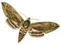 Butterfly Sphinx ligustri A4 Photo Print