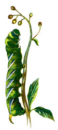Butterfly Sphinx ligustri caterpillar A4 Photo Print
