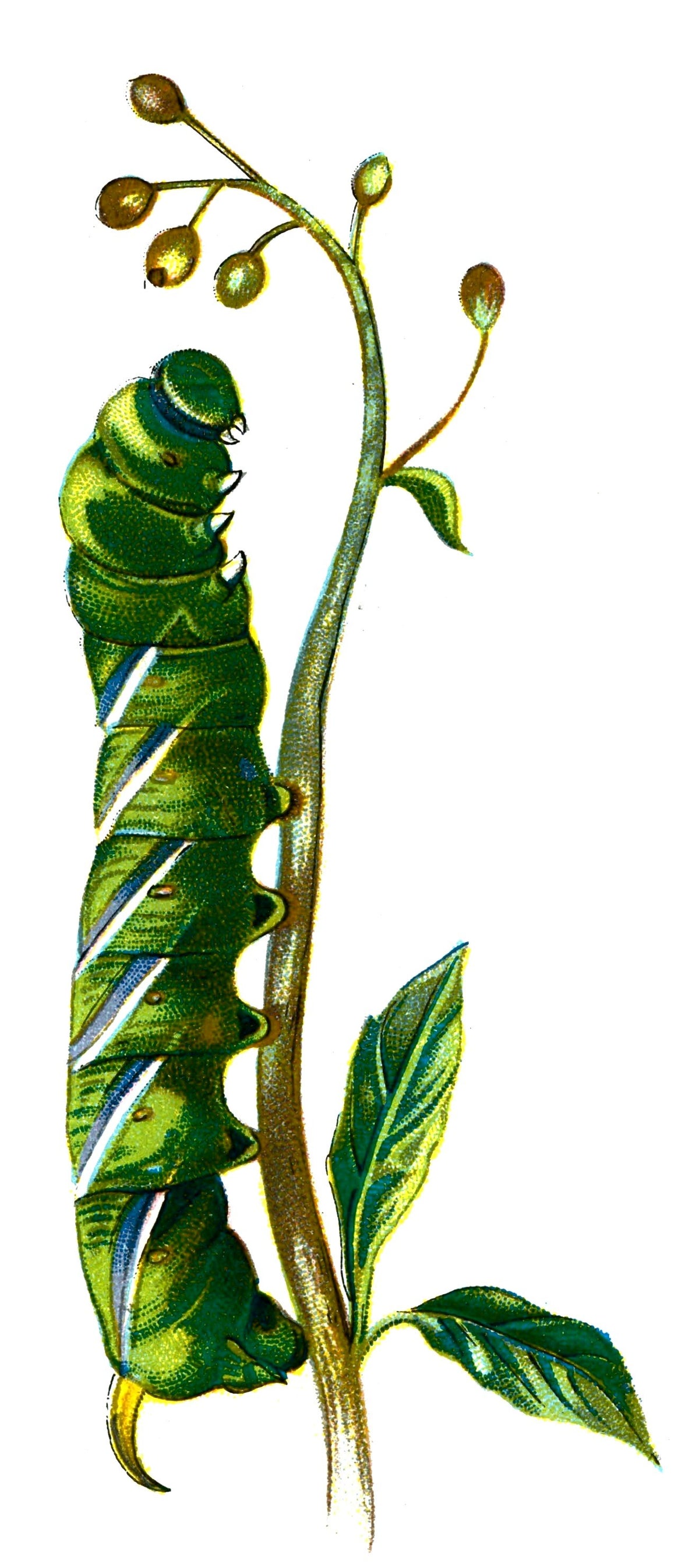 Butterfly Sphinx ligustri caterpillar A4 Photo Print