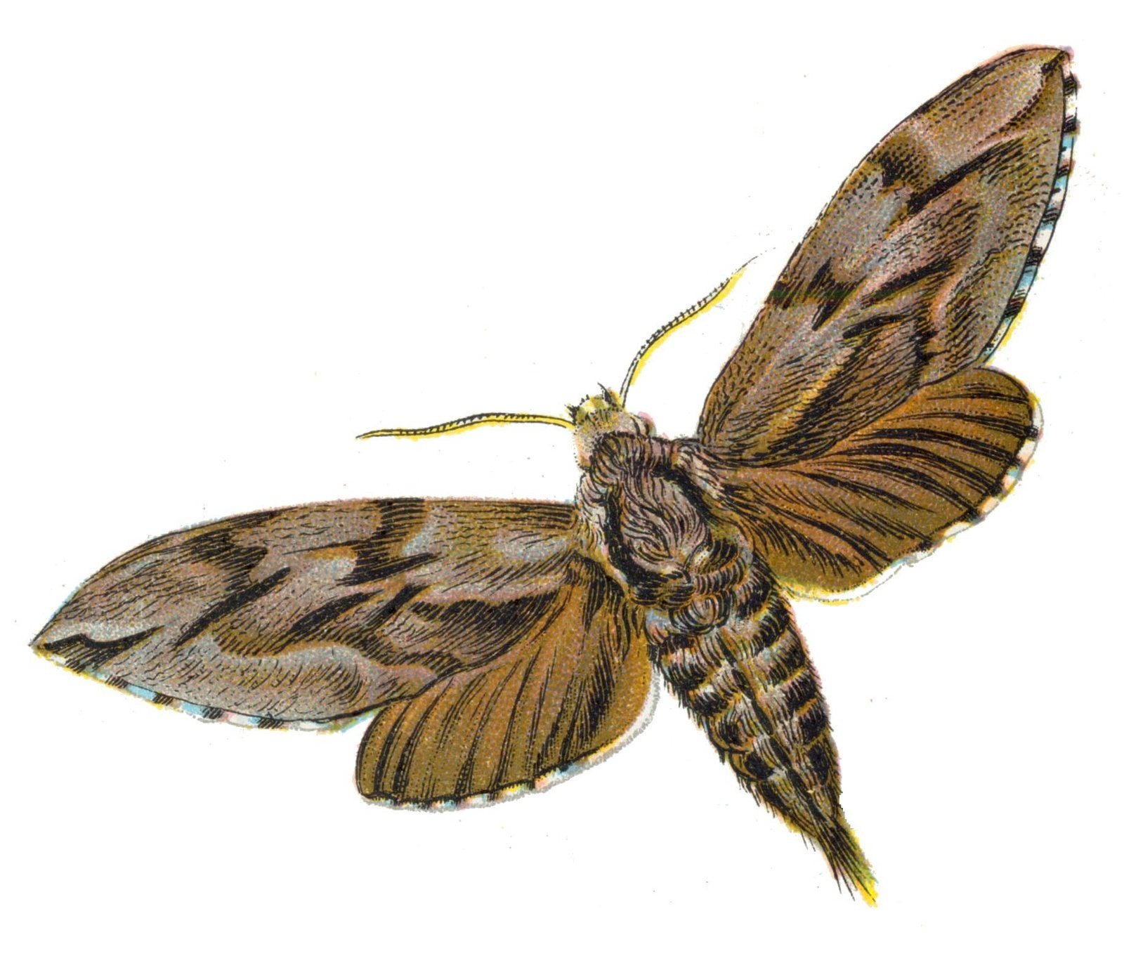 Butterfly Sphinx pinastri A4 Photo Print