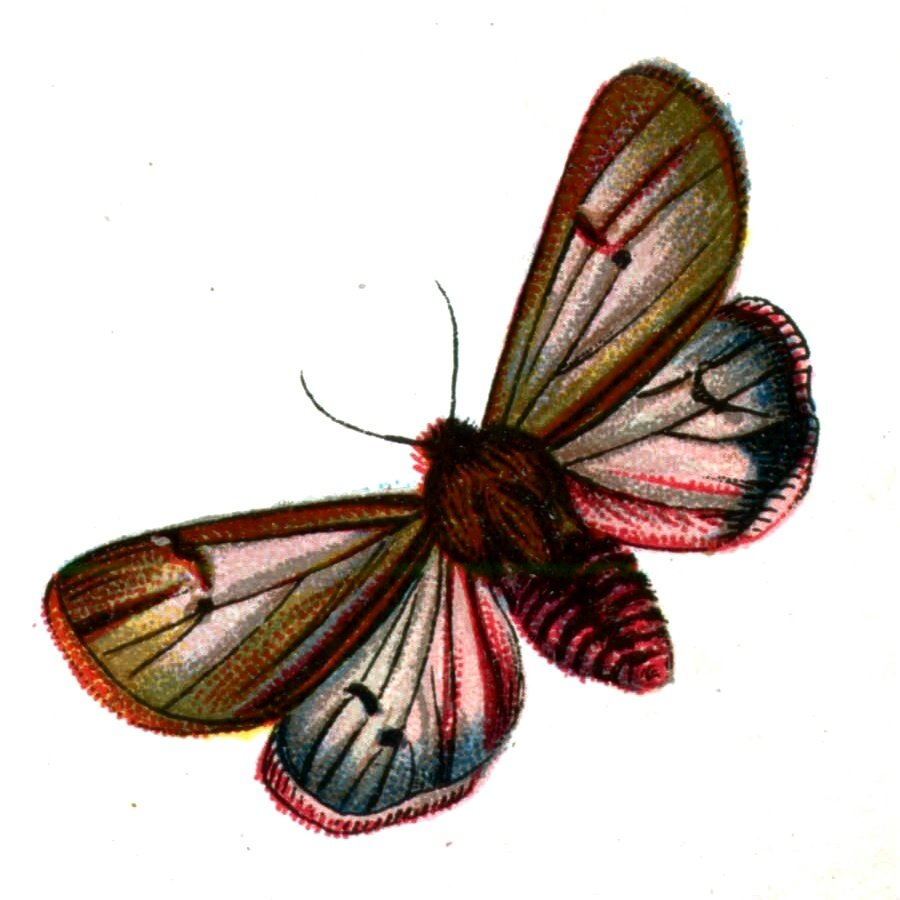 Butterfly Spilosoma fuliginosa A4 Photo Print