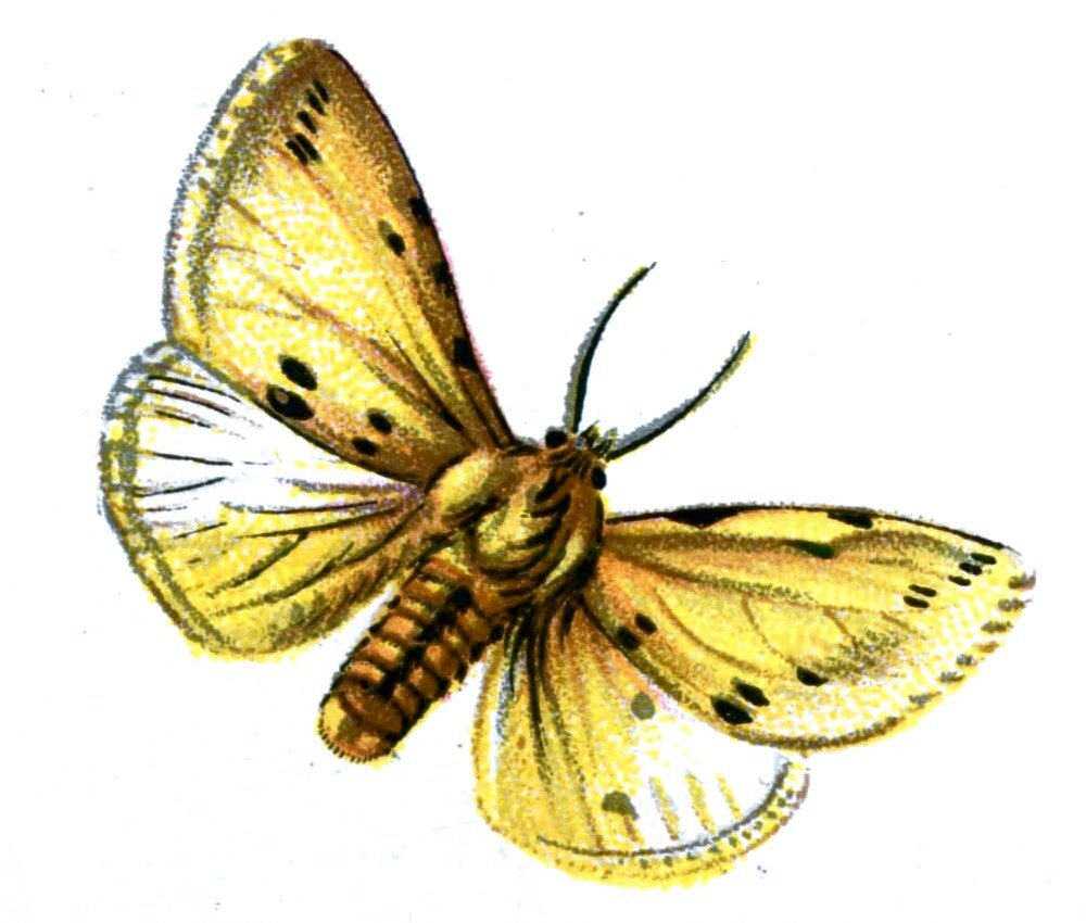 Butterfly Spilosoma lutea A4 Photo Print