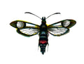 Butterfly Synanthedon culiciformis A4 Photo Print