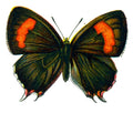 Butterfly Thecla betulae femelle A4 Photo Print