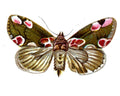 Butterfly Thyatira batis A4 Photo Print