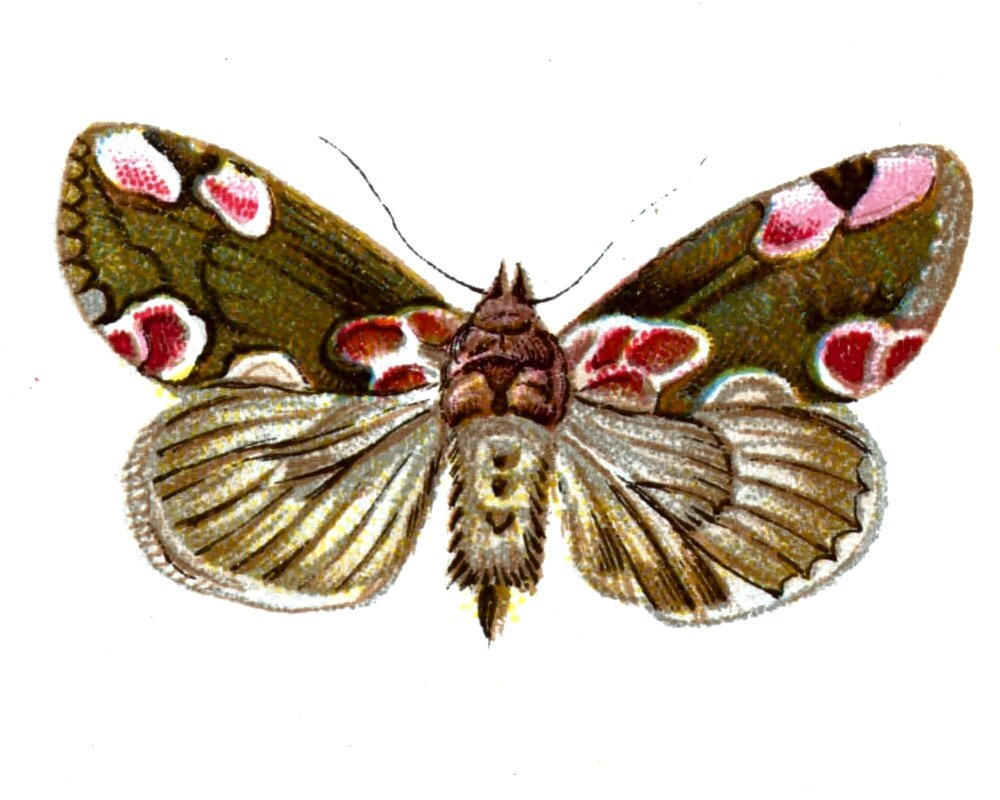 Butterfly Thyatira batis A4 Photo Print
