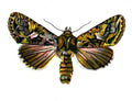 Butterfly Trachea atriplicis A4 Photo Print