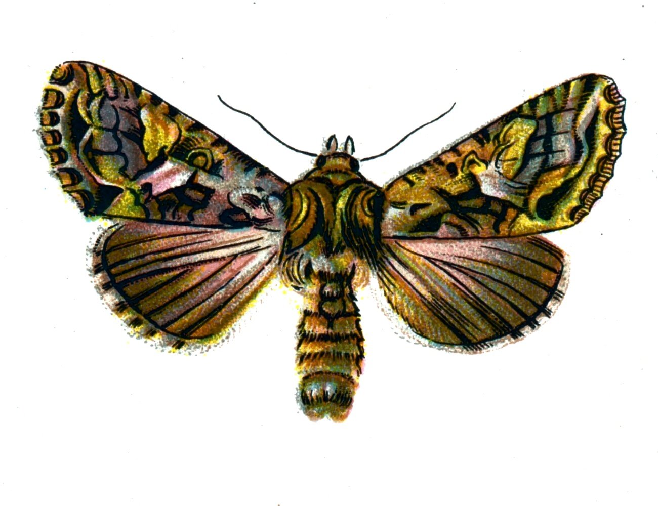Butterfly Trachea atriplicis A4 Photo Print