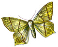 Butterfly Urapteryx sambucaria A4 Photo Print