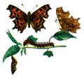 Butterfly Vanessa C album A4 Photo Print
