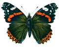 Butterfly Vanessa atalanta A4 Photo Print