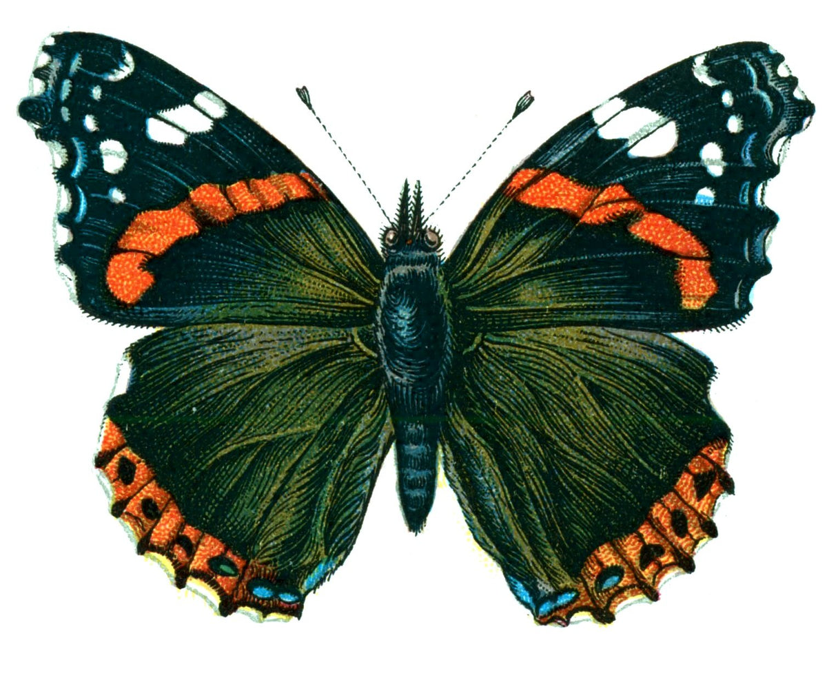 Butterfly Vanessa atalanta A4 Photo Print