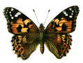 Butterfly Vanessa cardui A4 Photo Print