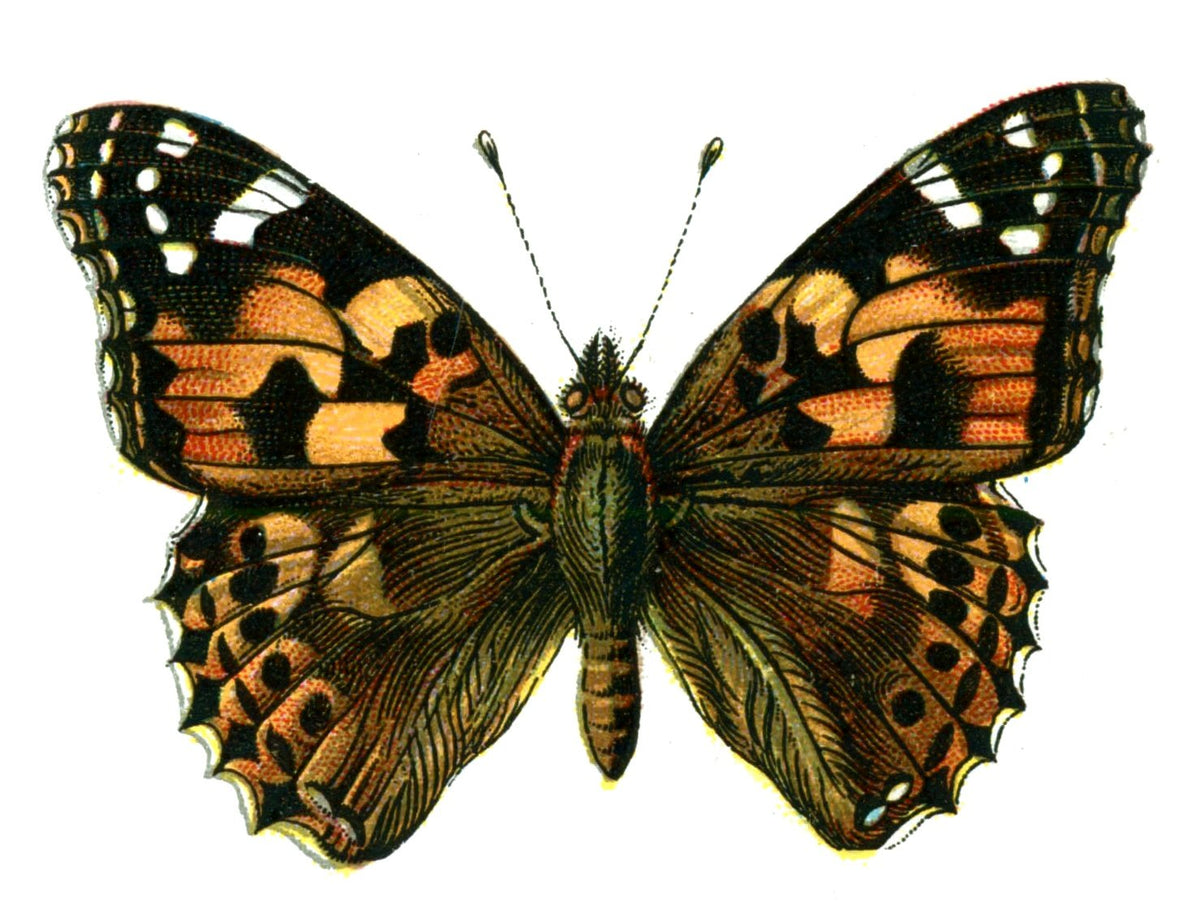 Butterfly Vanessa cardui A4 Photo Print