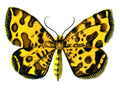 Butterfly Venilia macularia A4 Photo Print