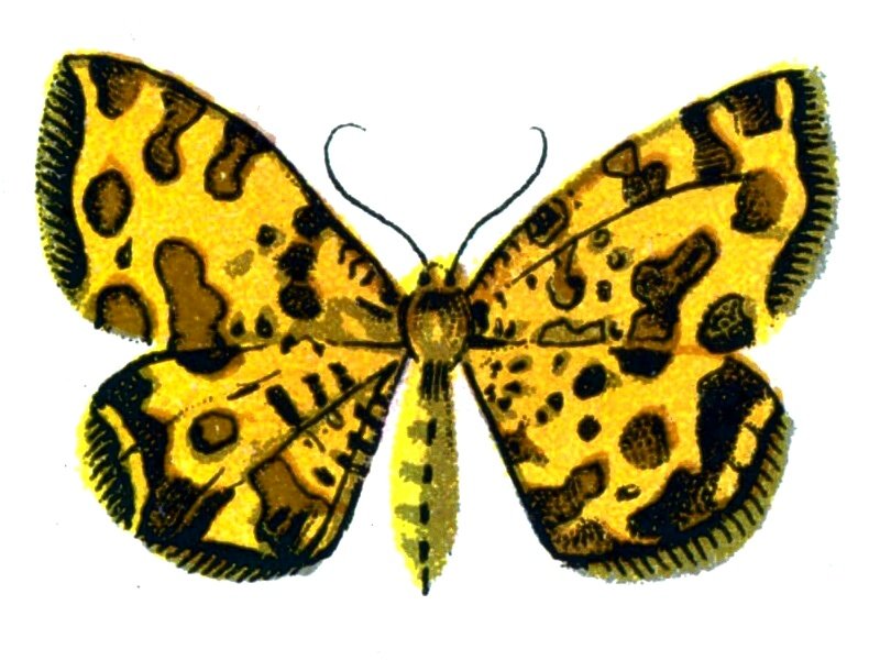 Butterfly Venilia macularia A4 Photo Print