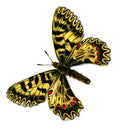 Butterfly Zerynthia polyxena A4 Photo Print
