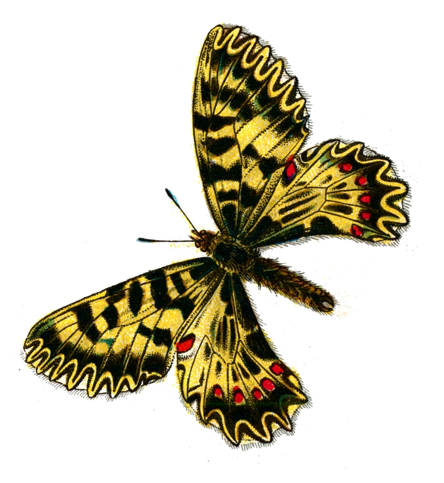 Butterfly Zerynthia polyxena A4 Photo Print