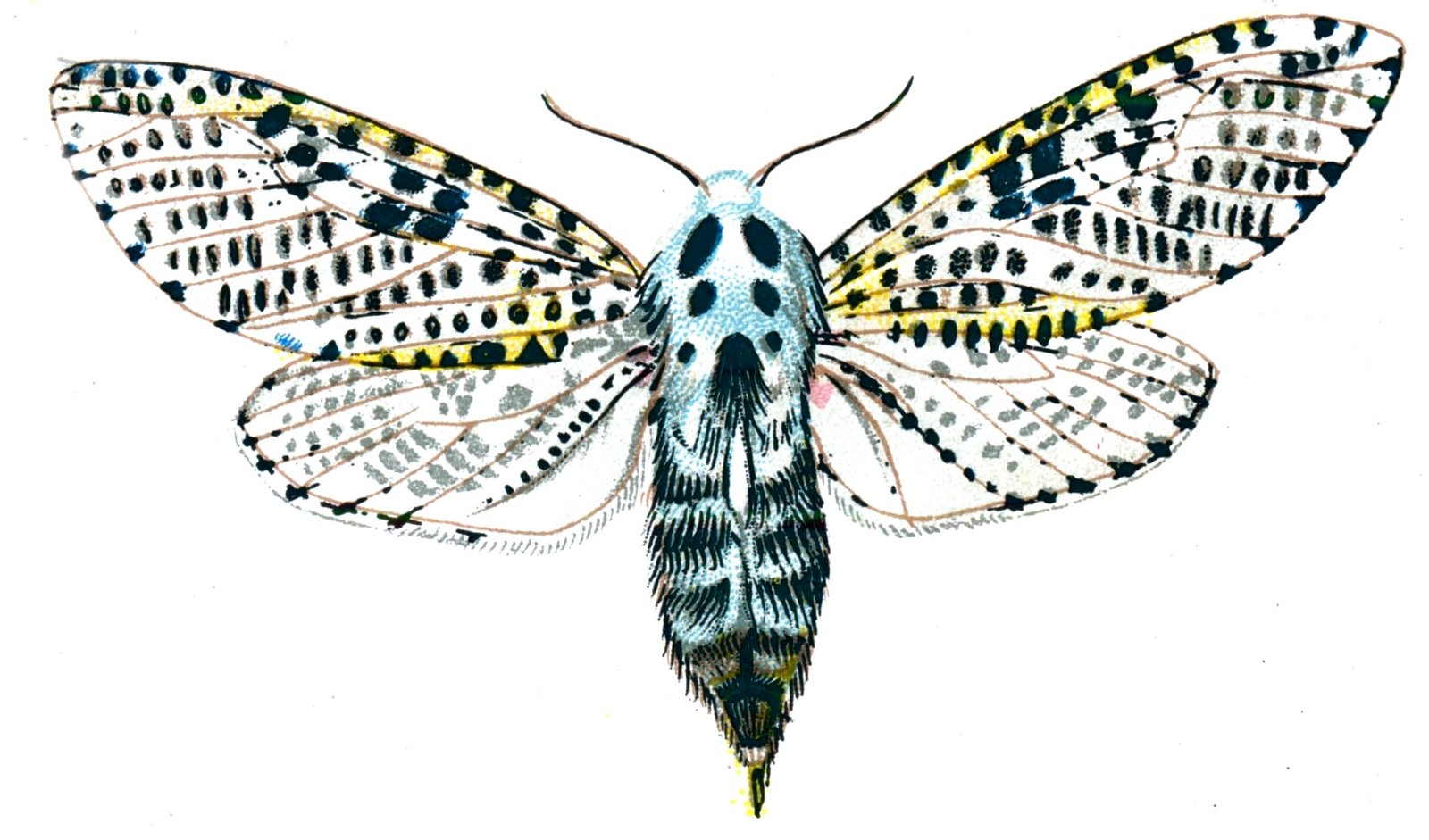 Butterfly Zeuzera pyrina A4 Photo Print