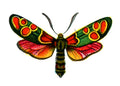 Butterfly Zygaena carniolica A4 Photo Print