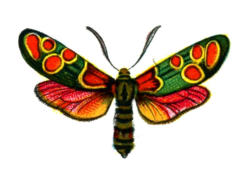 Butterfly Zygaena carniolica A4 Photo Print