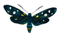 Butterfly Zygaena coronillae A4 Photo Print