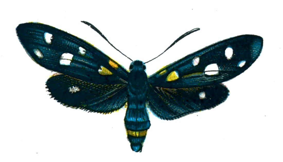 Butterfly Zygaena coronillae A4 Photo Print
