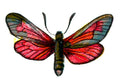 Butterfly Zygaena purpuralis A4 Photo Print