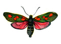 Butterfly Zygaena trifolii A4 Photo Print