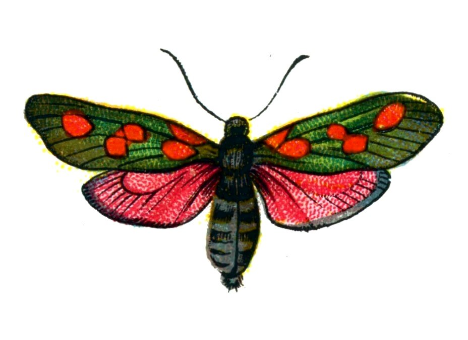 Butterfly Zygaena trifolii A4 Photo Print