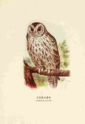 Cabrera DA Aves de Rapiña y Su Caza 1918 Carabou Owl A4 Photo Print