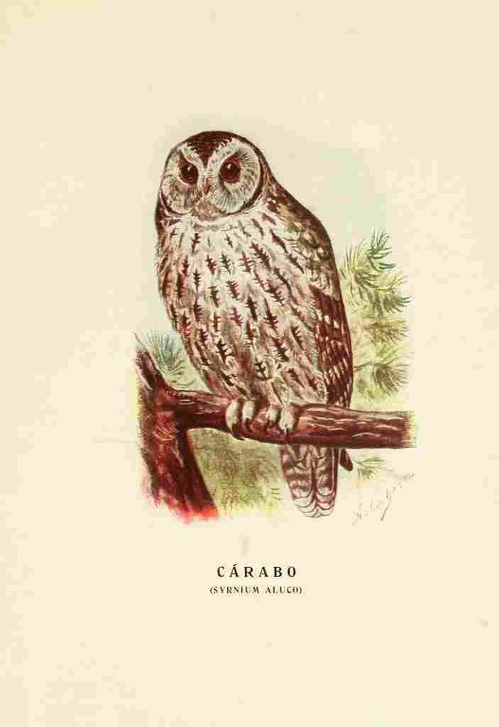 Cabrera DA Aves de Rapiña y Su Caza 1918 Carabou Owl A4 Photo Print