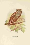 Cabrera DA Aves de Rapiña y Su Caza 1918 Corneja A4 Photo Print