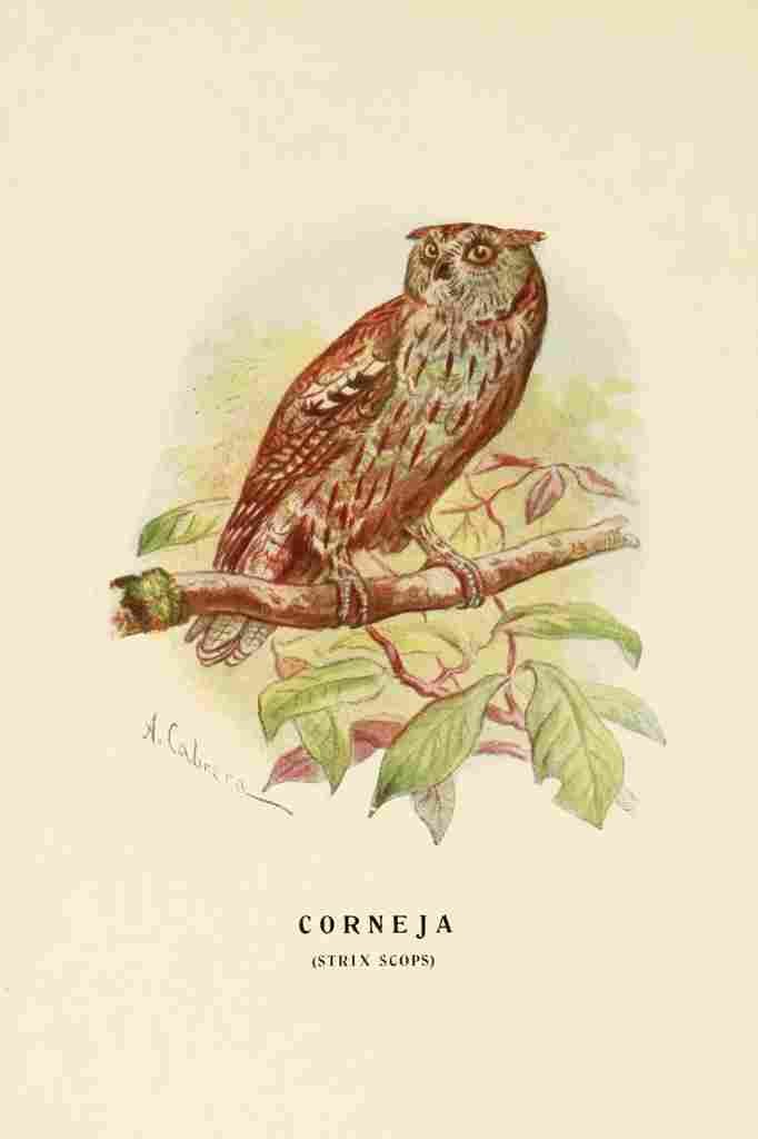 Cabrera DA Aves de Rapiña y Su Caza 1918 Corneja A4 Photo Print