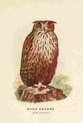 Cabrera DA Aves de Rapiña y Su Caza 1918 Great Owl A4 Photo Print