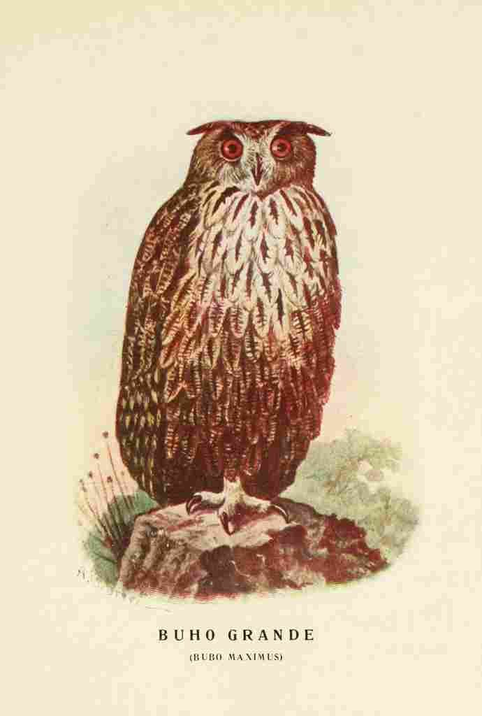 Cabrera DA Aves de Rapiña y Su Caza 1918 Great Owl A4 Photo Print