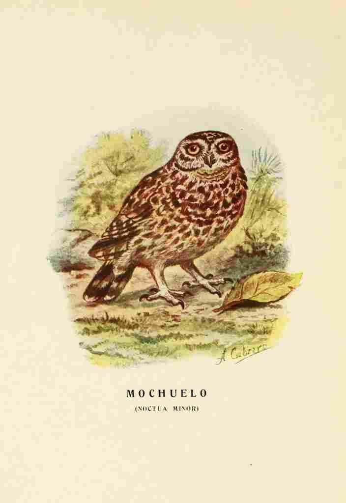 Cabrera DA Aves de Rapiña y Su Caza 1918 Little Owl 2 A4 Photo Print