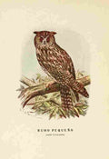 Cabrera DA Aves de Rapiña y Su Caza 1918 Little Owl A4 Photo Print