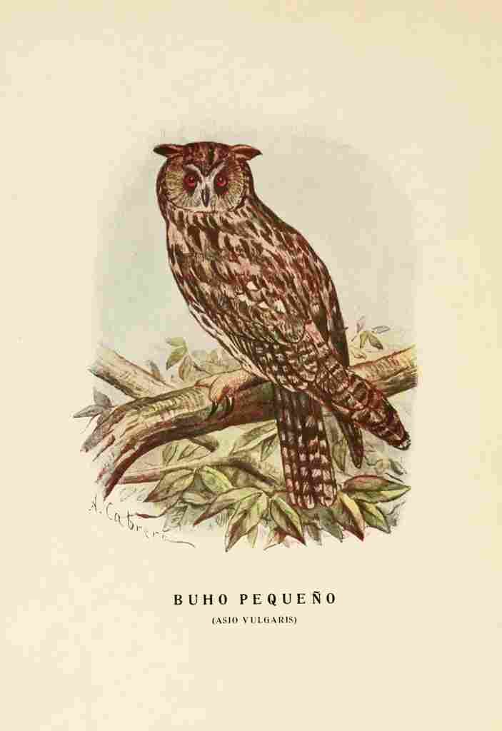 Cabrera DA Aves de Rapiña y Su Caza 1918 Little Owl A4 Photo Print