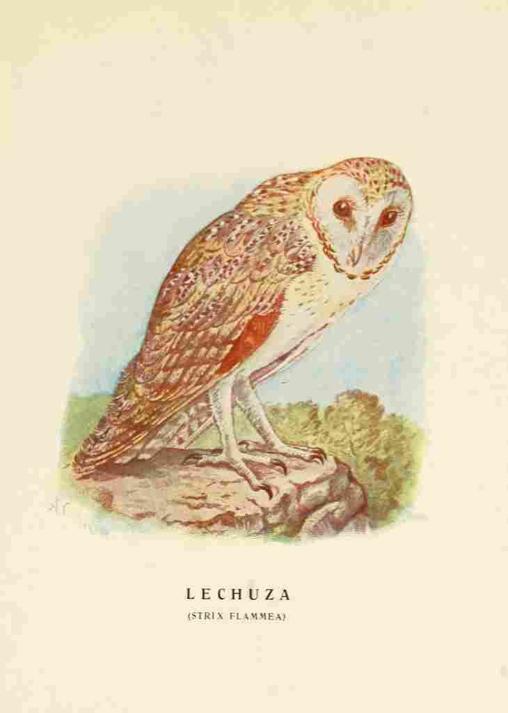 Cabrera DA Aves de Rapiña y Su Caza 1918 Owl A4 Photo Print