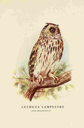 Cabrera DA Aves de Rapiña y Su Caza 1918 Short eared Owl A4 Photo Print