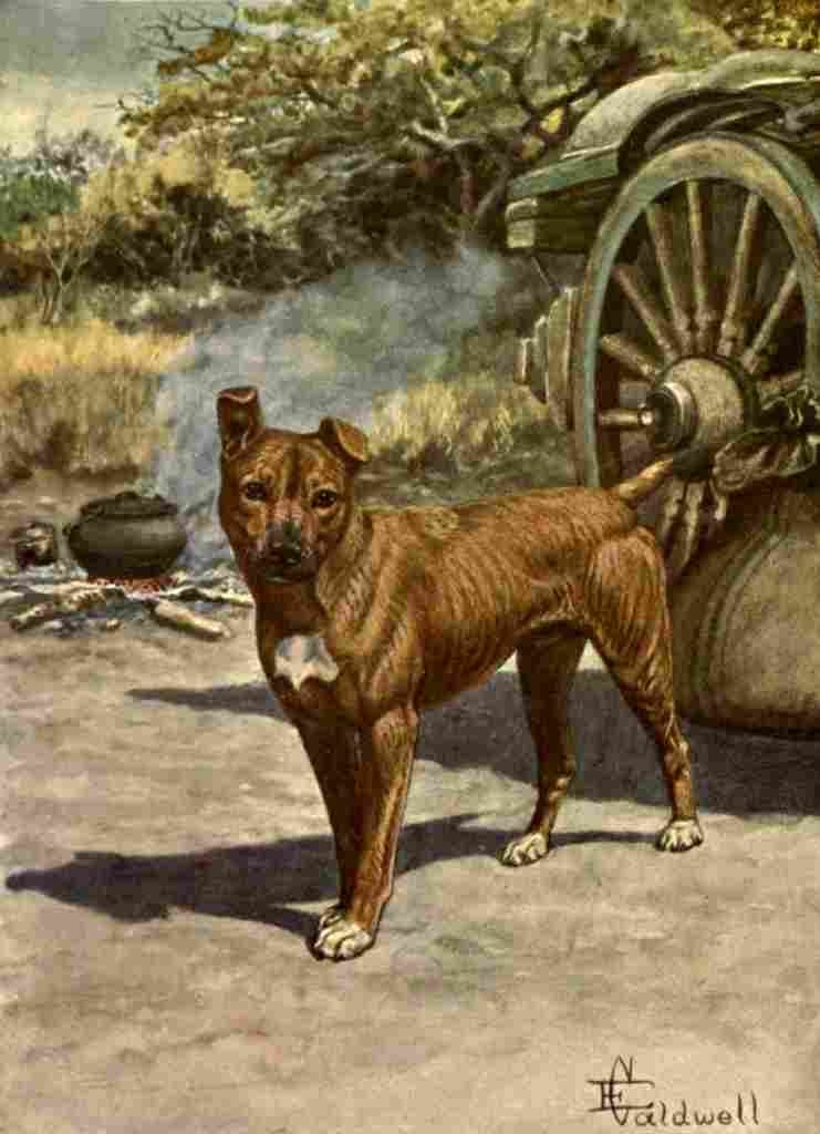 Caldwell Edmund 1852 1930 Jock Bushveld 1913 Jock A4 Photo Print