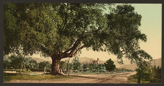 California Orange Grove Avenue Pasadena Vintage A4 Photo Print