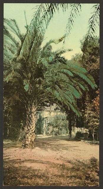 California Palms at Glen Annie Vintage A4 Photo Print