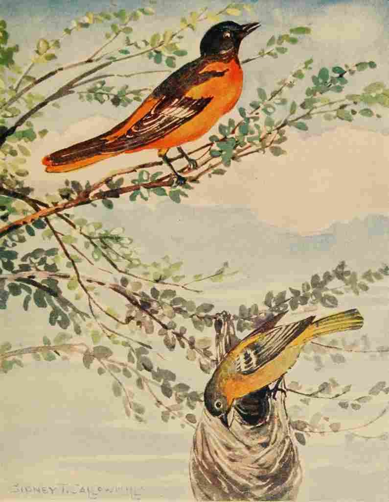 Callowhill ST 1867 1939 Chickadee dee 1916 Baltimore Orioles A4 Photo Print